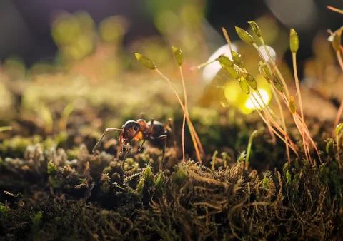 Orange ant on green moss while explorer small world. Stock Photos