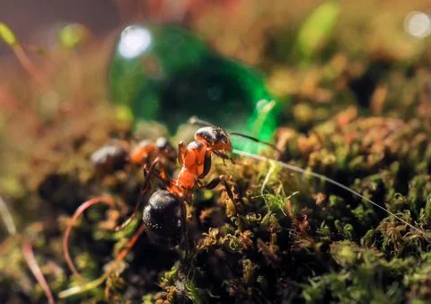 Orange ant on green moss while explorer small world. Stock Photos