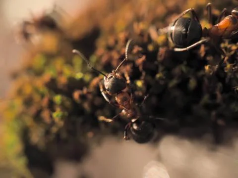 Orange ant on green moss while explorer small world. Stock Photos