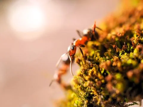 Orange ant on green moss while explorer small world. Stock-Fotos