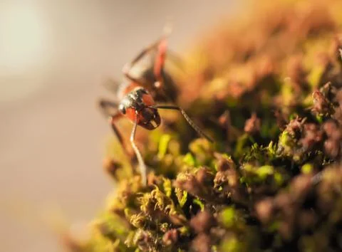 Orange ant on green moss while explorer small world. Stock Photos