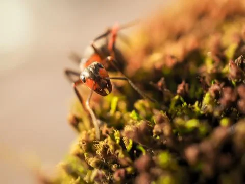 Orange ant on green moss while explorer small world. Stock Photos