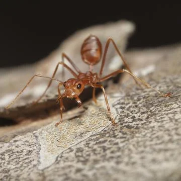 Orange ant opens mouth for pattern Stock Photos