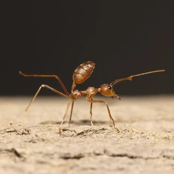 Orange ant for pattern Stock Photos
