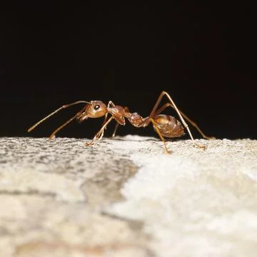 Orange ant for pattern Foto stock