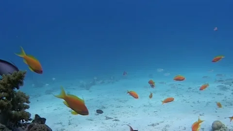 Orange Anthias Fish Swarm Over a Coral Reef in the Red Sea During the Day Stock Footage 344596510
