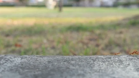 Orange ants background Stock Footage 102610702