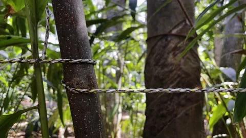 Orange ants crawling on a stretched rope, close-up Stock Footage 219114064