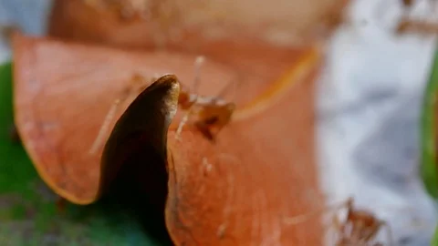 Orange ants Stock Footage 94270635