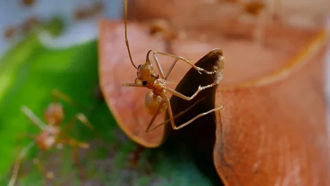 Orange ants Stock Footage 94270667