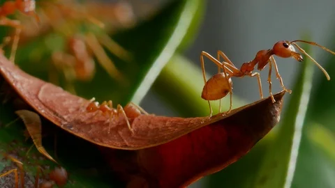 Orange ants Stock Footage 94270733