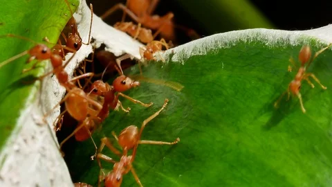Orange ants Stock Footage 94270821