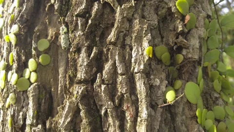 Orange ants moving on the tree skin covered with parasitic plants. Vidéo 238005870