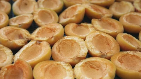 Orange apricots undergo the process of drying and harvesting for the winter Stock Footage 227543288