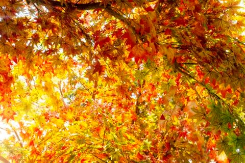 Orange artificial maple leaf and sun light Stock Photos