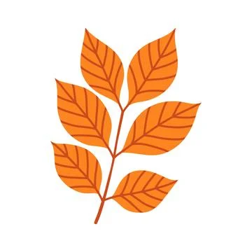 Orange ash leaf branch isolated on white background. Simple autumn fall leaf for Stockillustratie