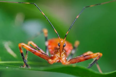 Orange Assassin Bugs standing on green leaf in chiang mai Stock Photos
