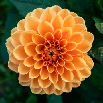 Orange aster flower Stock Photos