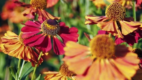 Orange asters blooming in the garden Stockbeeldmateriaal 98298540