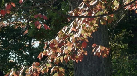 Orange Autumn Stock Footage 46227559