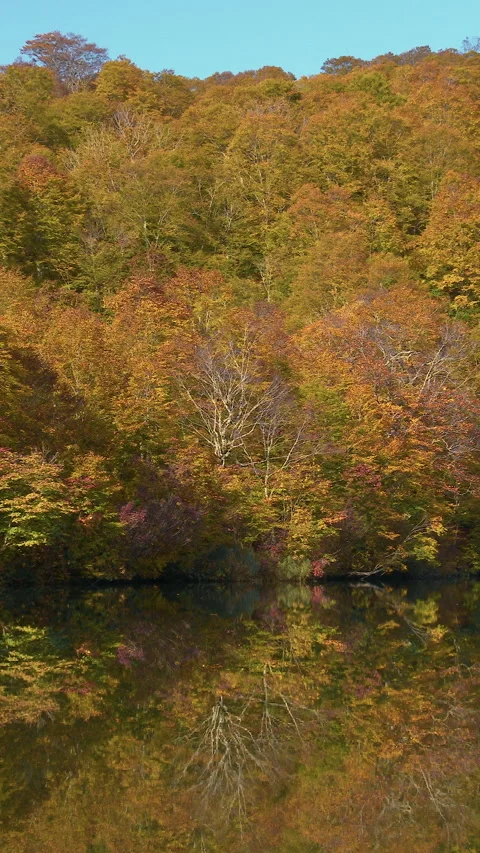 Orange Autumn Forest Mirrored in Still Pond Vertical Video Vídeo Stock 346061975