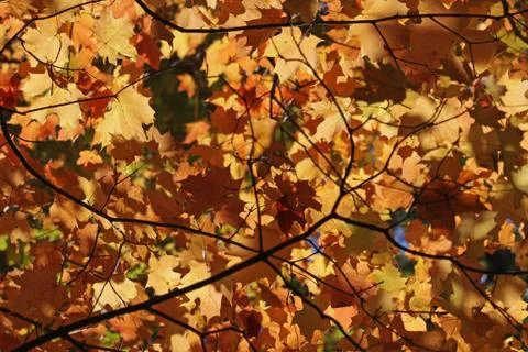 Orange autumn leaf canopy Stock Photos