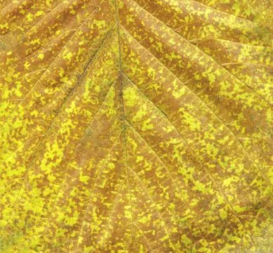 Orange autumn leaf macro Stock Photos