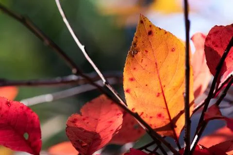 Orange Autumn Leaf Stock Photos
