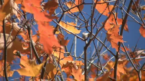 Orange autumn leaves. Stock Footage