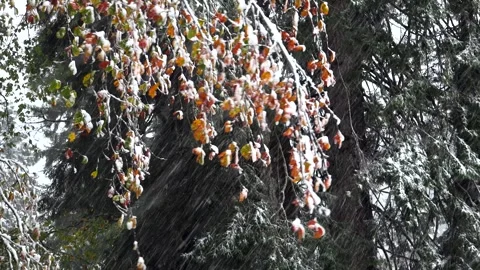 Orange autumn leaves rest under snowfall in forest with cold air - Fall Foliage Stock Footage 339800873