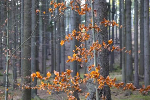 Orange autumn leaves on a thin tree branch in a dense pine forest, capturing Stock Photos