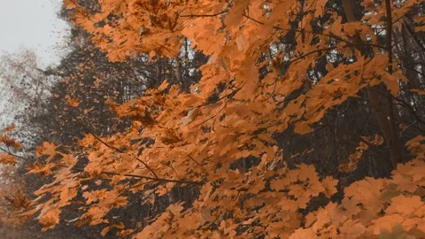 Orange autumn maple leaves are swaying in a light wind against the background of Stock Footage 323865614
