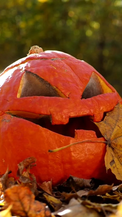 Orange autumn maple leaves fall in slow motion on a carved pumpkin or pumpkin Stock Footage 317092177