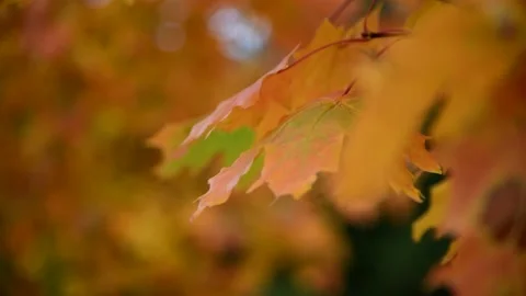 Orange autumn maple leaves Stock Footage 221148631