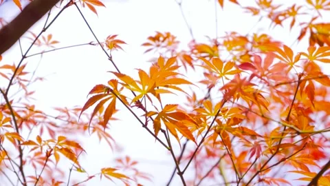 Orange autumn maple leaves gently swaying on branches in a seasonal forest Stock Footage 347052541