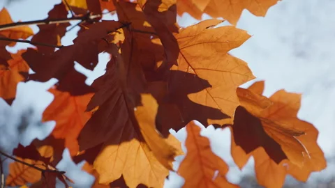 Orange autumn oak leaves flutter in the wind against the sky. Video stock 292848701