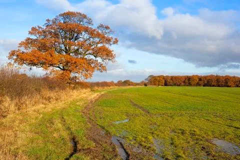 Orange autumn oak tree Stock Photos