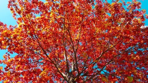 Orange Autumn Tree Stock Footage 83474942