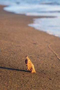Orange autumn tree leaf on the beach sand sea on background, autumn season Stock Photos