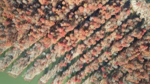 Orange autumn tree rows beside water channels in China, top down aerial Stock Footage 341842404
