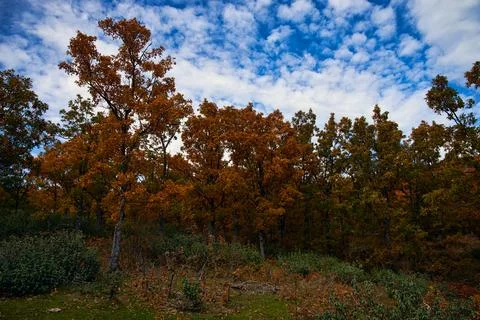 Orange autumn trees with a cloudy sky Stock Photos