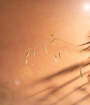 Orange background with abstract shadows and a spike of oats. Beautiful sun glare Stock Photos
