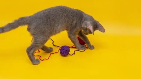 On an orange background a gray cat plays with a blue and red ball of woo Stock Photos