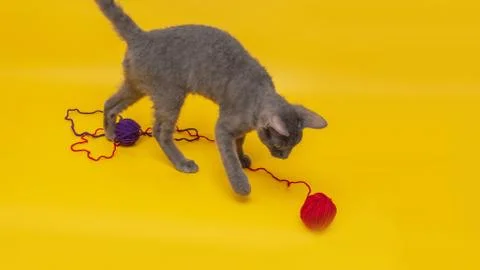 On an orange background a gray cat plays with a blue and red ball of woo Stock Photos