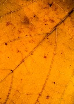 Orange background Stock Photos