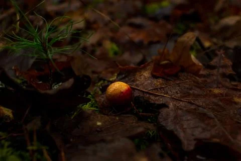 Orange balls growing on leaf Stock Photos