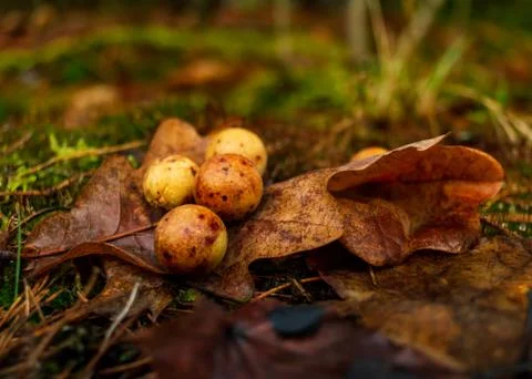 Orange balls growing on leaf Stock Photos