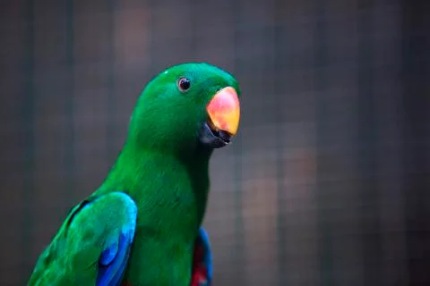 Orange beack bird long neck  Stock Photos