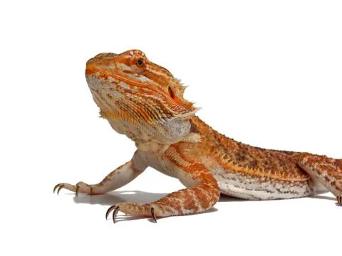 Orange Bearded Dragon Stock Photos