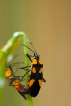 Orange Beatle Stock Photos